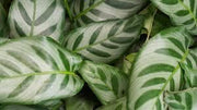 Calathea "Bella Carlina" 14/30 (Plant Ø55cm) Plants Almost Paradise Berlin